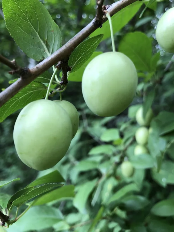 Prunier européen — Prunus domestica