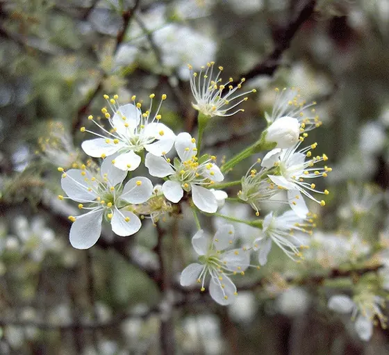 Prunus angustifolia — photographie botanique