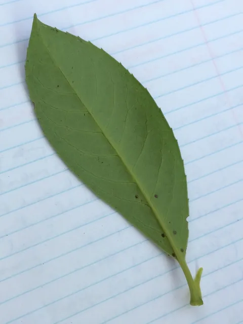 Prunus laurocerasus — feuillage