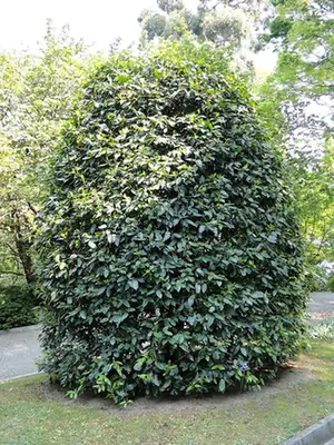 Prunus lusitanica — port de la plante