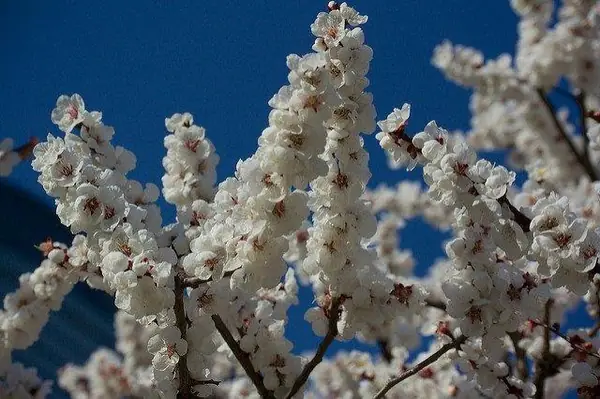 Prunus mume — floraison