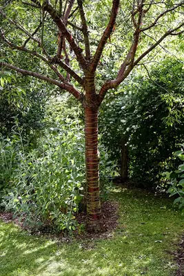 Prunus serrula — port de la plante