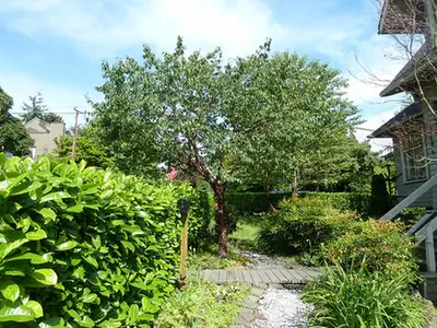 Prunus serrulata — port de la plante