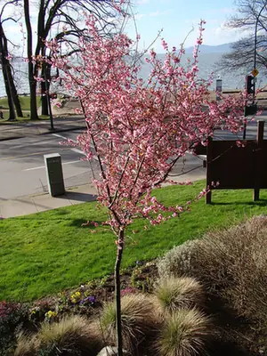 Prunus × blireiana — port de la plante