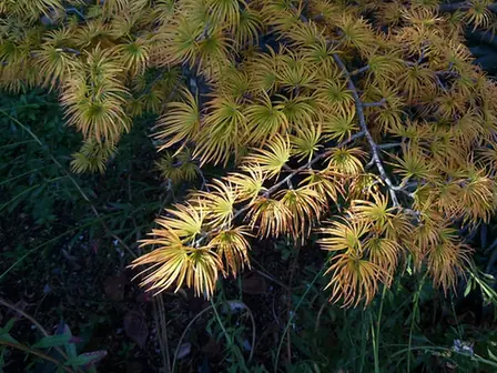 Pseudolarix amabilis — photographie botanique