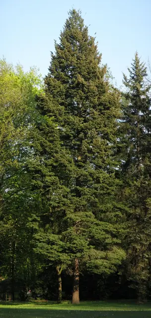Pseudotsuga menziesii — port de la plante