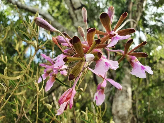 Psychilis atropurpurea — floraison