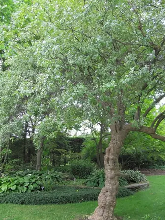 Ptelea trifoliata — port de la plante
