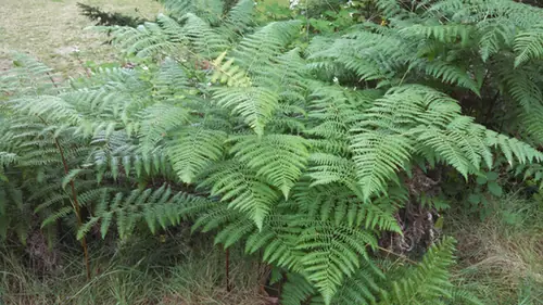 Pteridium latiusculum — port de la plante