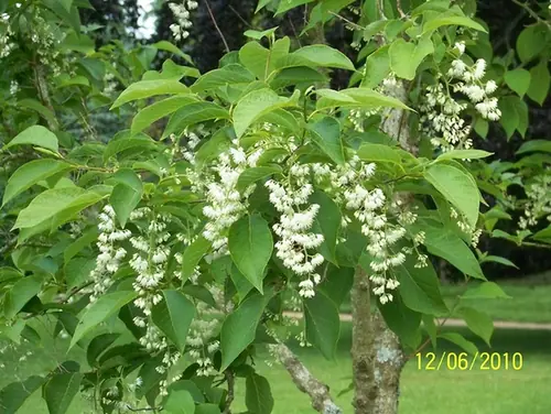 Pterostyrax hispidus — photographie botanique
