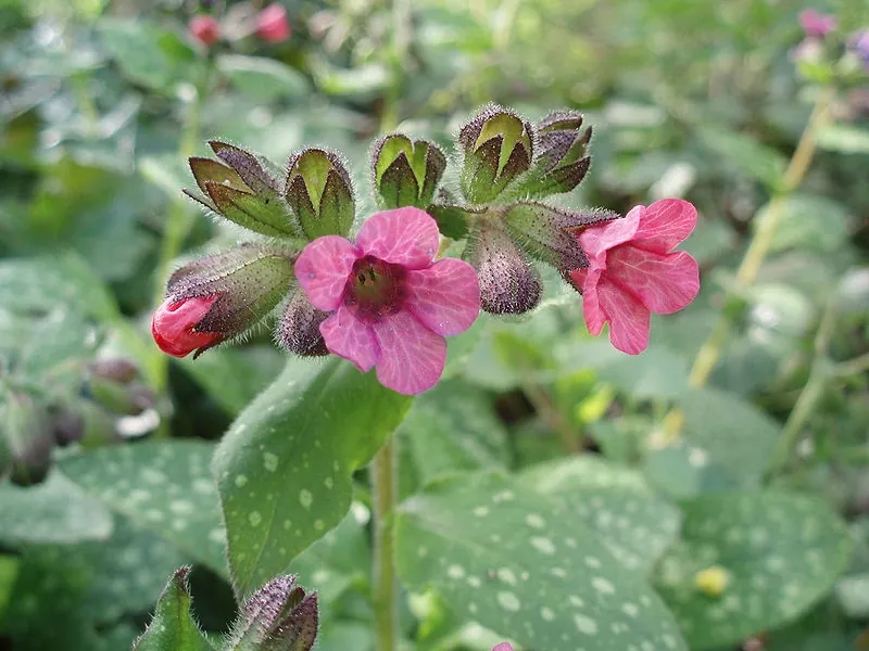 Pulmonaire — Pulmonaria officinalis