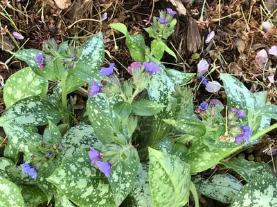 Pulmonaria longifolia — floraison