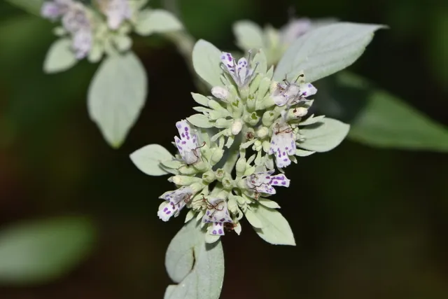 Pycnanthemum albescens — floraison
