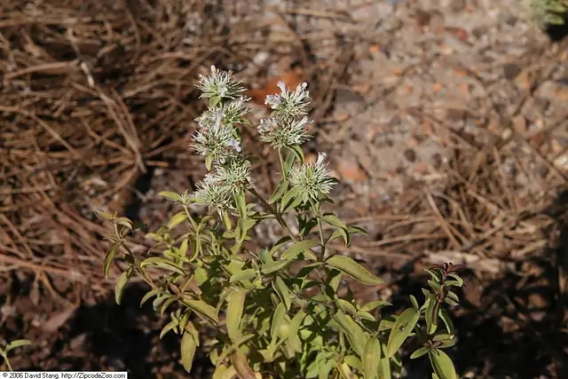 Pycnanthemum flexuosum — port de la plante
