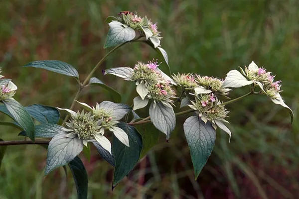 Pycnanthemum incanum — photographie botanique