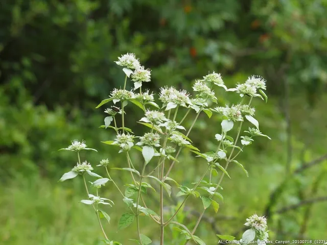 Pycnanthemum loomisii — floraison