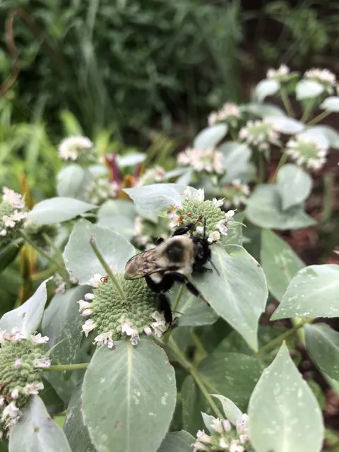 Pycnanthemum muticum — floraison
