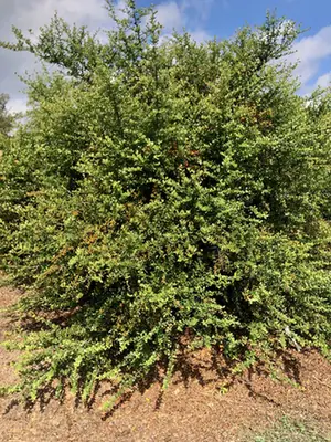 Pyracantha coccinea — port de la plante