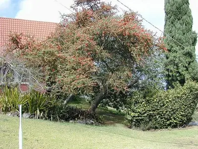 Pyracantha koidzumii — port de la plante