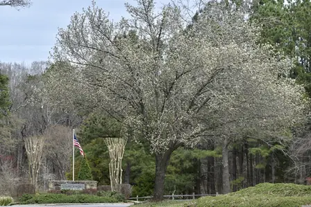 Pyrus calleryana — port de la plante