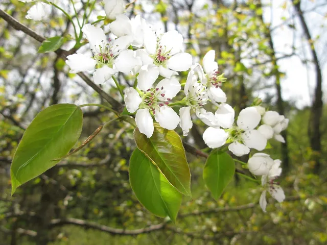 Pyrus pyrifolia — floraison