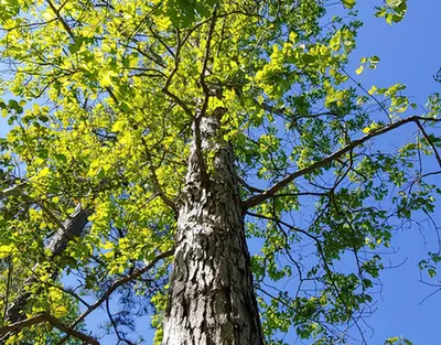 Quercus alba — port de la plante