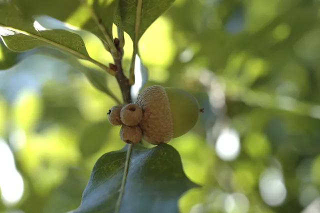 Quercus austrina — photographie botanique
