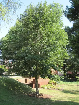 Quercus bicolor — port de la plante