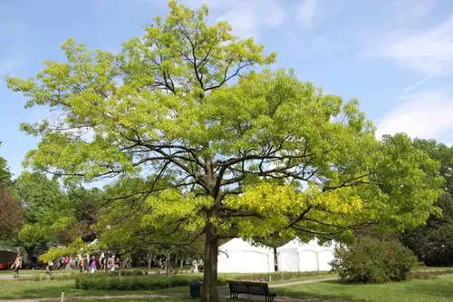 Quercus coccinea — port de la plante