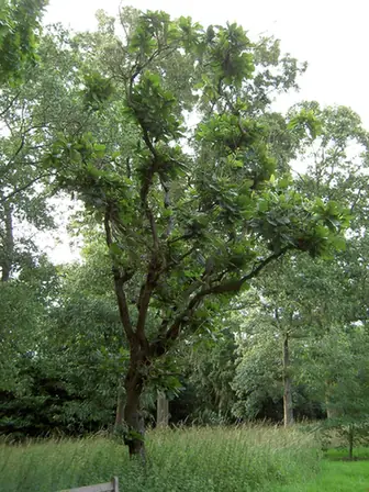 Quercus dentata — port de la plante