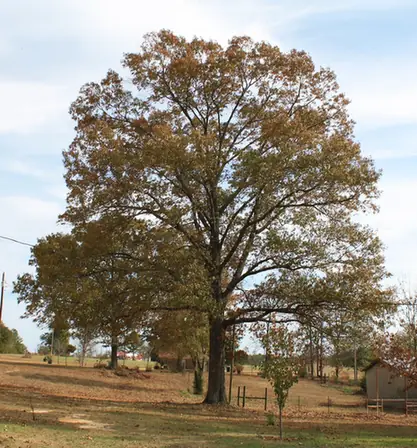 Quercus falcata — port de la plante