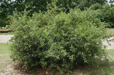 Quercus geminata — port de la plante
