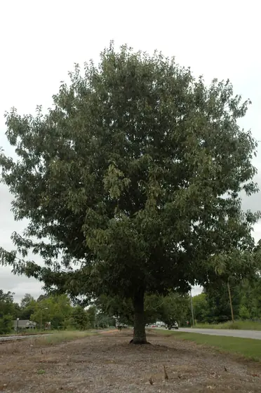 Quercus georgiana — port de la plante