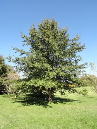 Quercus imbricaria — port de la plante