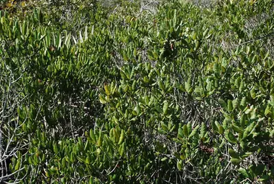 Quercus inopina — port de la plante
