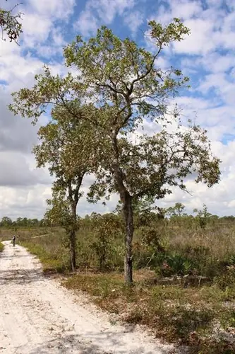 Quercus laevis — port de la plante