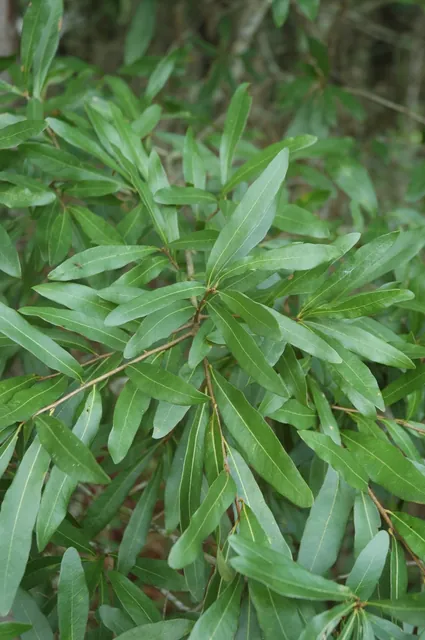 Quercus laurifolia — feuillage