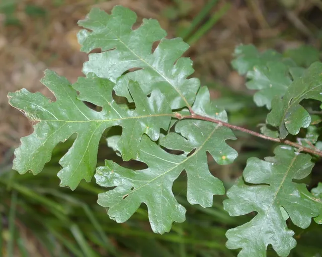 Quercus lobata — feuillage