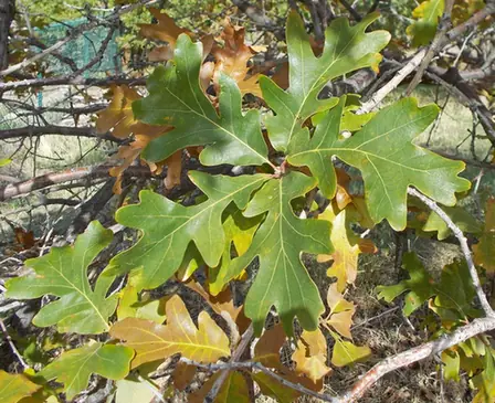 Quercus macrocarpa — feuillage