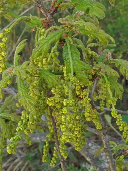 Quercus margaretta — photographie botanique