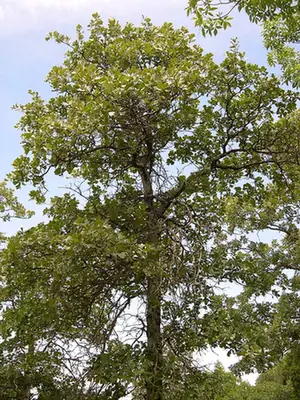 Quercus marilandica — port de la plante
