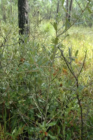 Quercus minima — port de la plante
