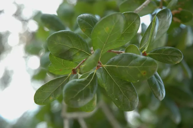 Quercus myrtifolia — feuillage