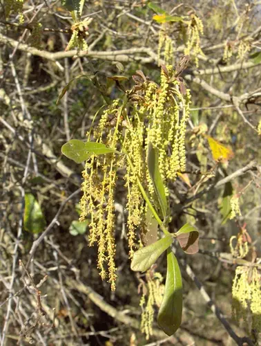 Quercus nigra — floraison