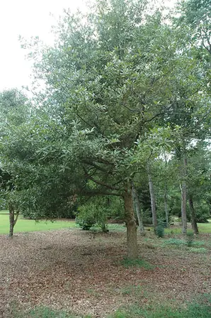 Quercus oglethorpensis — port de la plante