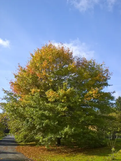 Quercus palustris — port de la plante
