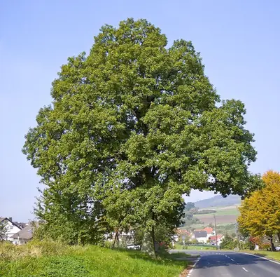 Quercus petraea — port de la plante