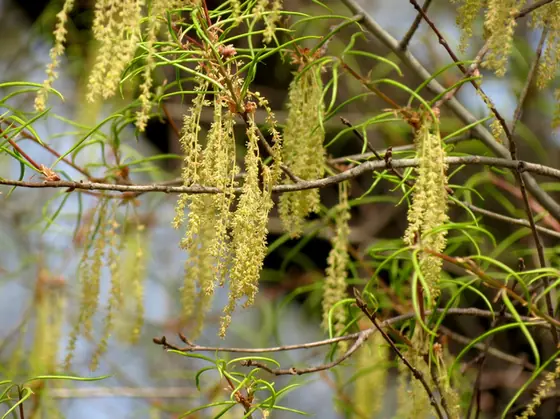 Quercus phellos — floraison