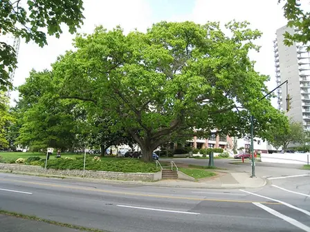 Quercus rubra — port de la plante