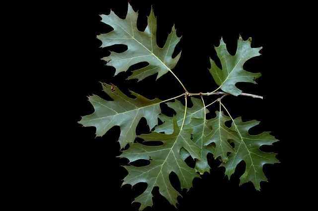 Quercus shumardii — feuillage